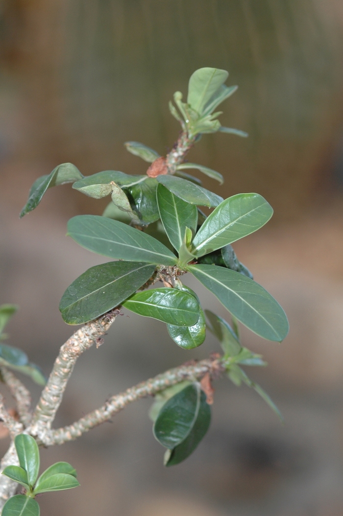 Desert Rose - Adenium obesum from Sloat Gardens
