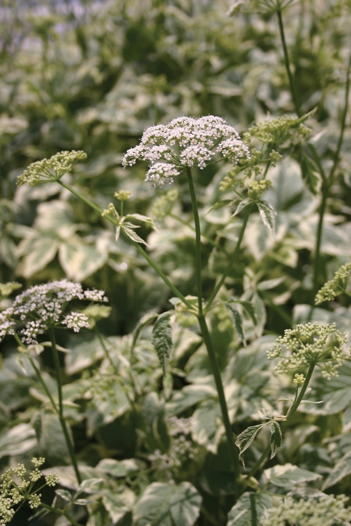 Goutweed - Aegopodium podograria 'Variegatum' from Sloat Gardens
