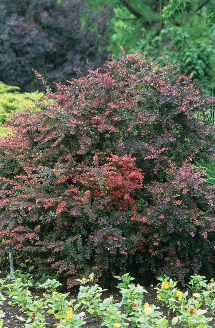 Japanese Barberry - Berberis thunbergii 'Rose Glow' from Sloat Gardens Japanese Barberry - Berberis thunbergii 'Rose Glow' from Sloat Gardens