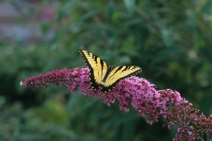 Butterfly Bush - Buddleia davidii 'Pink Delight' from Sloat Gardens Butterfly Bush - Buddleia davidii 'Pink Delight' from Sloat Gardens