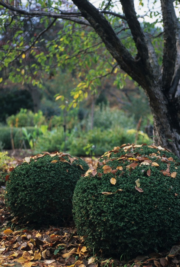 Winter Gem Boxwood - Buxus microphylla japonica 'Winter Gem' from Sloat Gardens