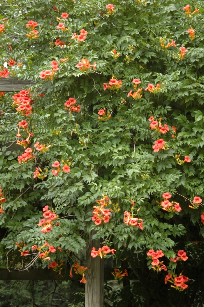 Trumpet Creeper - Campsis tagliabuana Madame Galen from Sloat Gardens