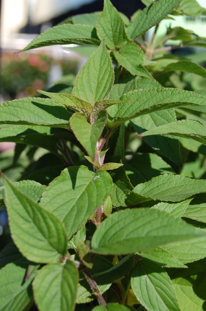 Pineapple Sage - Salvia elegans from Sloat Gardens