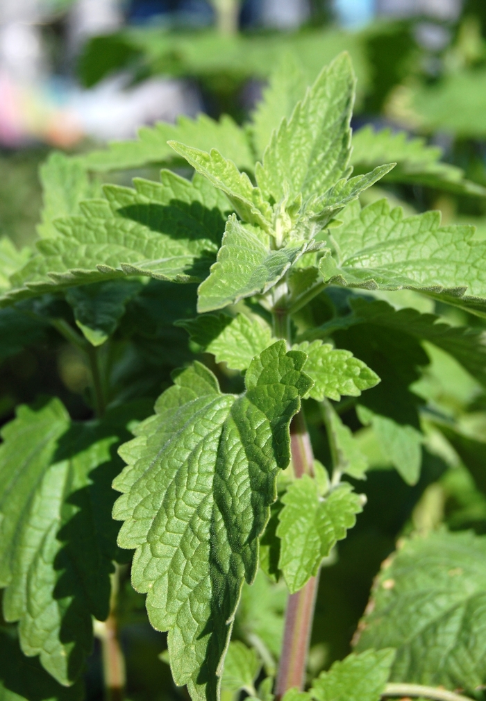 Catnip - Nepeta cataria from Sloat Gardens