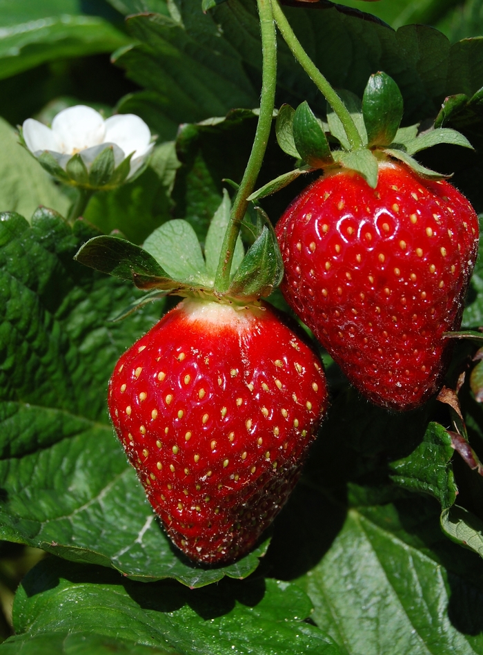 Strawberry - Fragaria x ananassa from Sloat Gardens