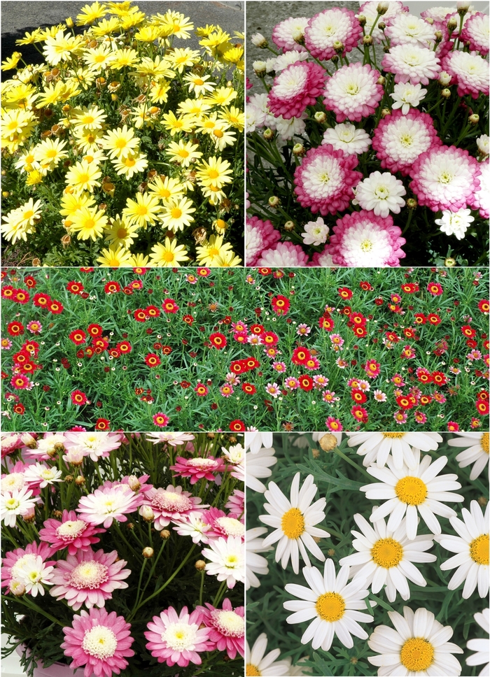 Marguerite Daisy - Argyranthemum - Multiple Varieties from Sloat Gardens