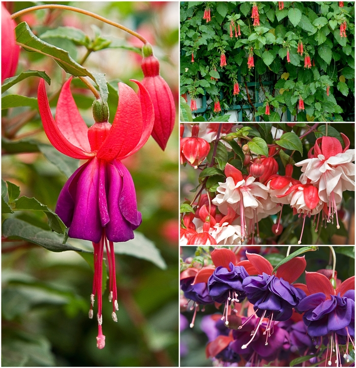 Fuchsia - Multiple Varieties from Sloat Gardens