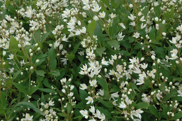 Dwarf Nikko Deutzia - Deutzia gracilis ''Nikko'' from Sloat Gardens
