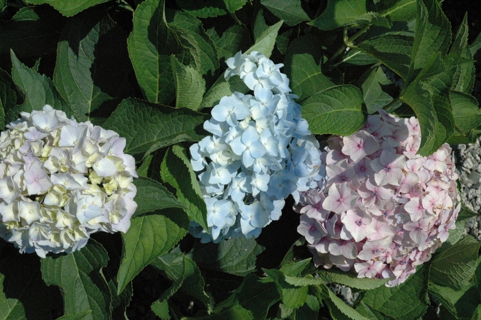 Mini Penny - Hydrangea macrophylla 'Mini Penny' from Sloat Gardens