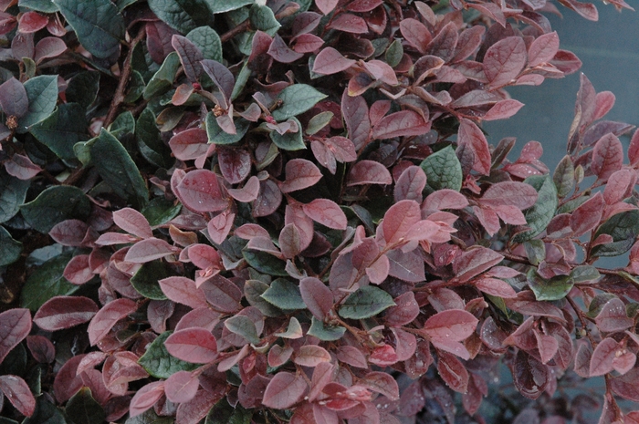 Plum Delight Loropetalum - Loropetalum chinense 'Plum Delight' from Sloat Gardens