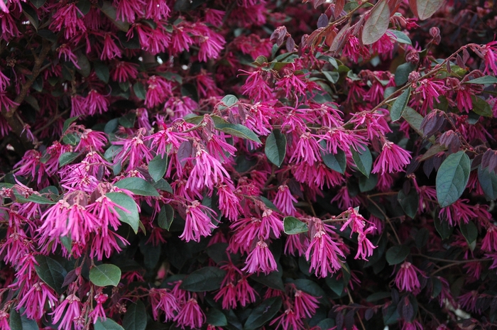 Chinese Loropetalum - Loropetalum chinense Zhuzhou Fuchsia from Sloat Gardens