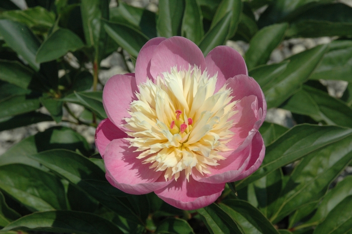 Hybrid Peony - Paeonia lactiflora 'Bowl of Beauty' from Sloat Gardens
