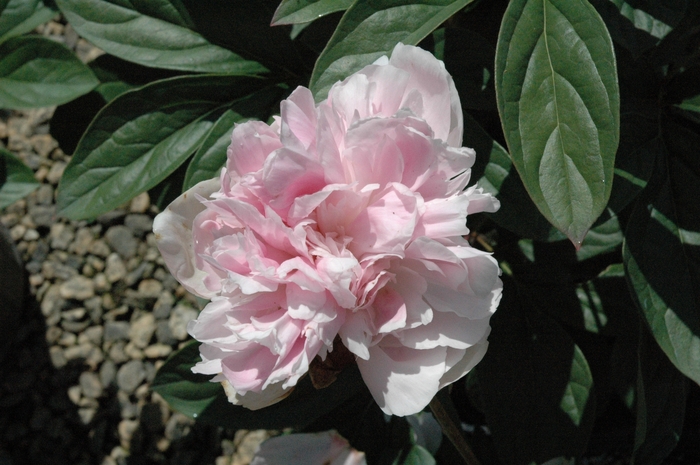 Lady Orchid Peony - Paeonia 'Lady Orchid' from Sloat Gardens