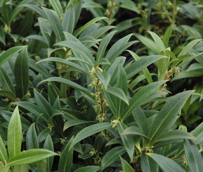 Himalayan Sweet Box - Sarcococca hookeriana var humilis from Sloat Gardens