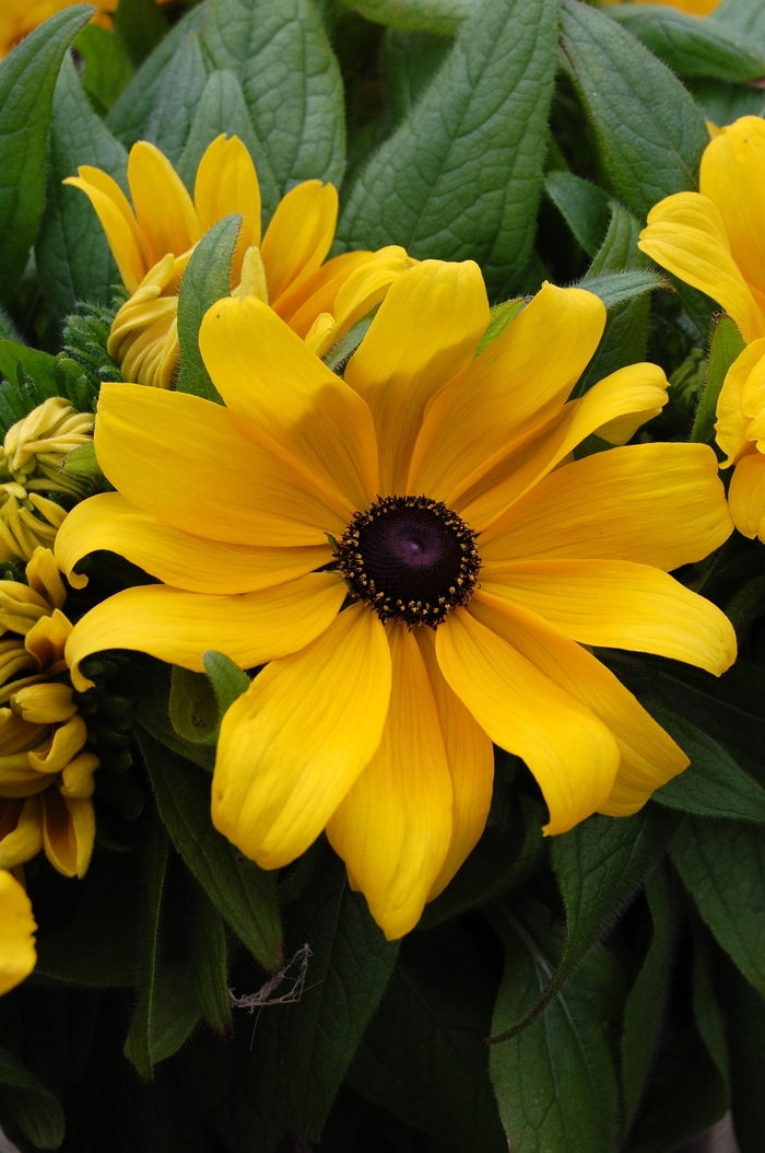 Becky Yellow Black-Eye Susan - Rudbeckia 'Becky Yellow' from Sloat Gardens
