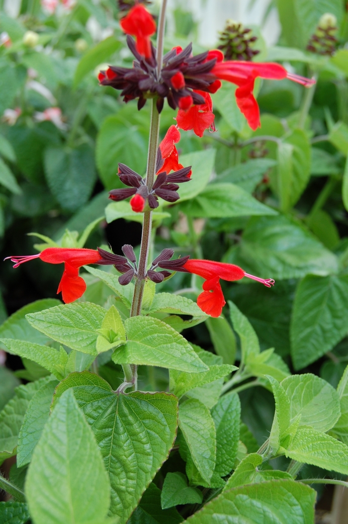 Forest Fire Salvia - Salvia coccinea 'Forest Fire' from Sloat Gardens