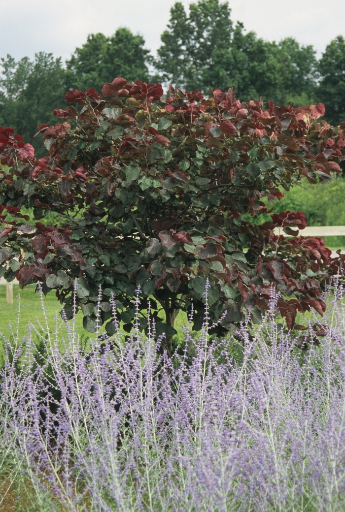 Forest Pansy Redbud - Cercis canadensis 'Forest Pansy' from Sloat Gardens