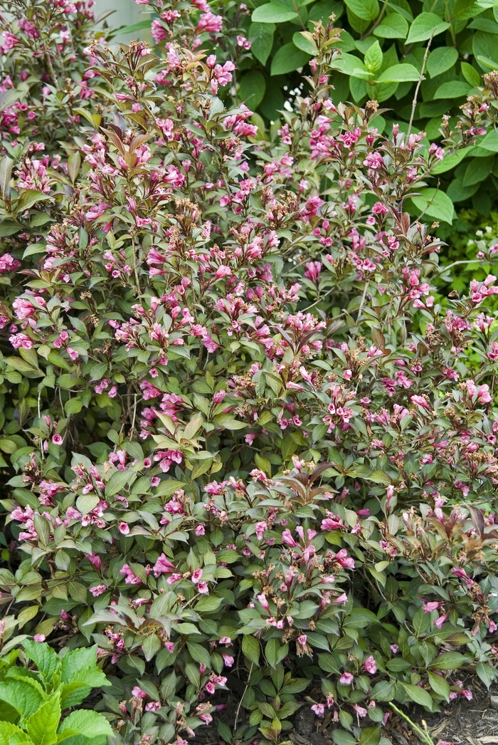 Weigela - Weigela florida 'Wine & Roses' from Sloat Gardens