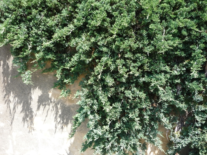 Creeping Juniper - Juniperus horizontalis 'Wiltonii' from Sloat Gardens