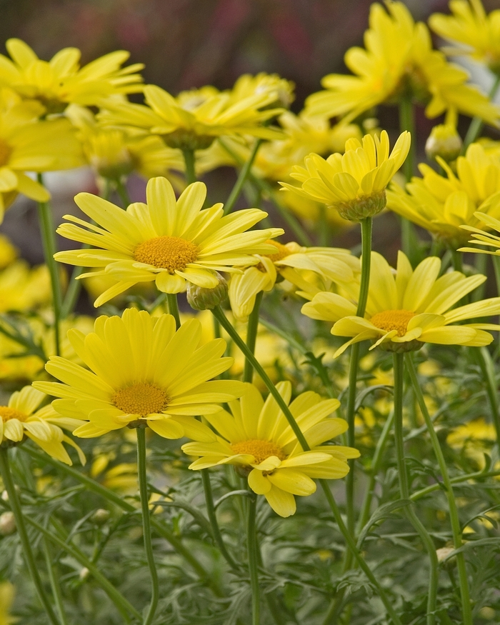Sunlight Marguerite Daisy - Argyranthemum hybrid 'Sunlight' from Sloat Gardens