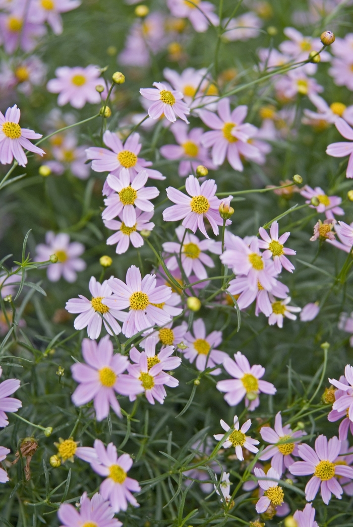 Pink Tickseed - Coreopsis rosea 'American Dream' from Sloat Gardens