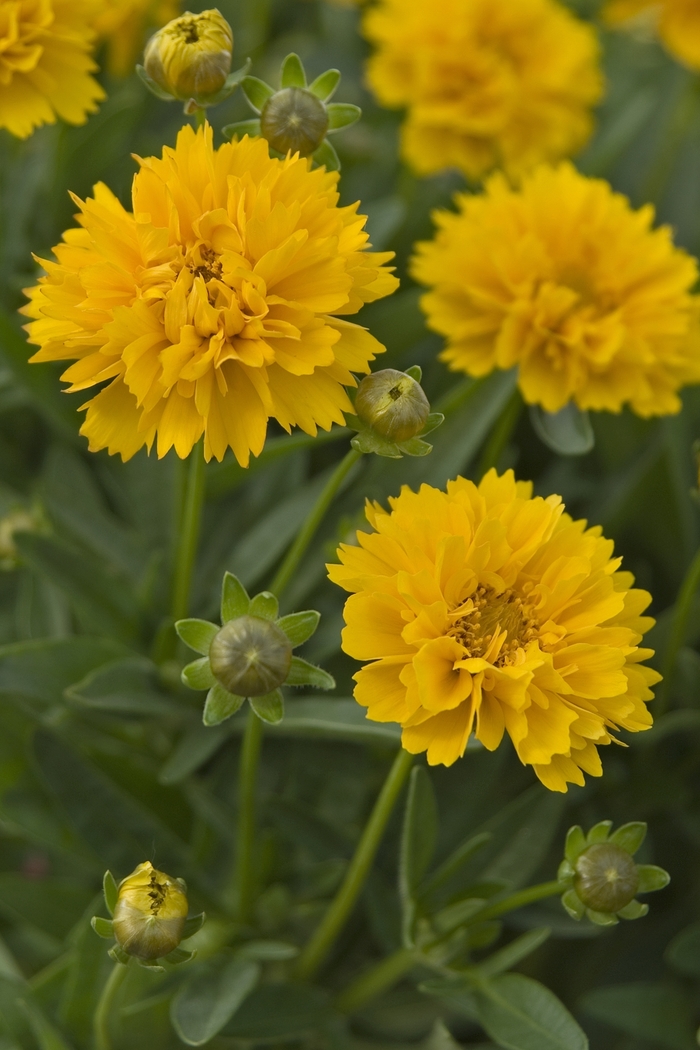 Tickseed - Coreopsis grandiflora 'Early Sunrise' from Sloat Gardens