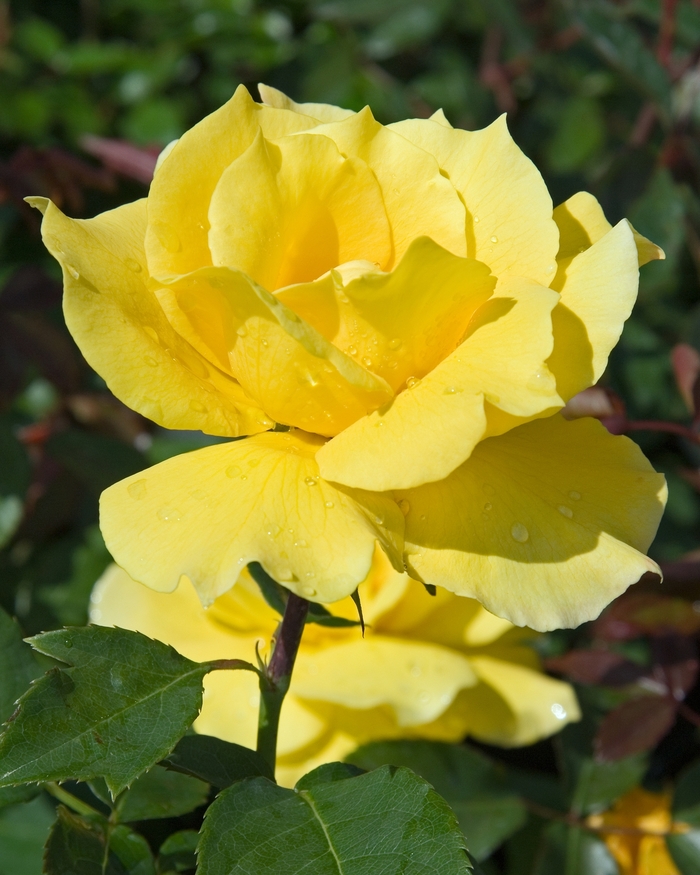Midas Touch Rose - Rosa 'Midas Touch' from Sloat Gardens