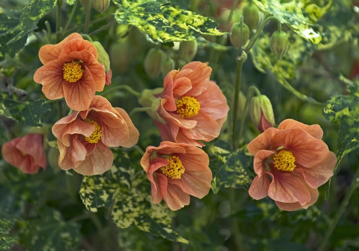 Spotted Flowering Maple - Abutilon pictum 'Thompsonii' from Sloat Gardens