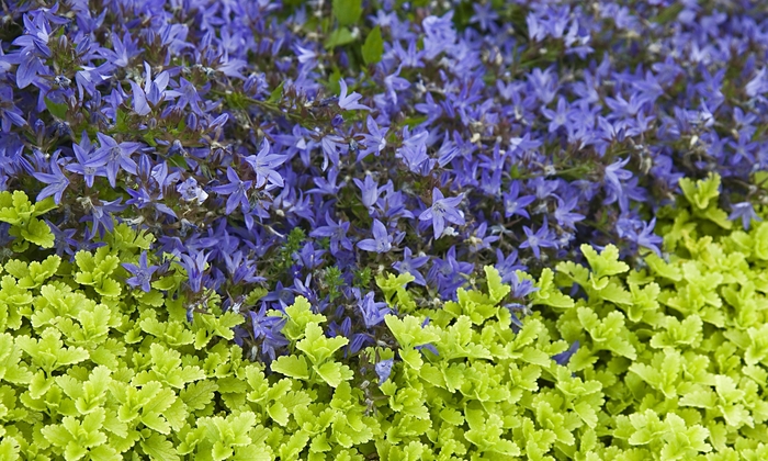 Bellflower-Serbian - Campanula poscharskyana 'Blue Waterfall' from Sloat Gardens