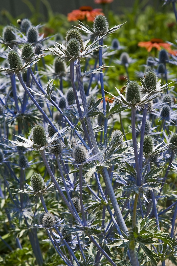 Sea Holly - Eryngium 'Sapphire Blue' from Sloat Gardens