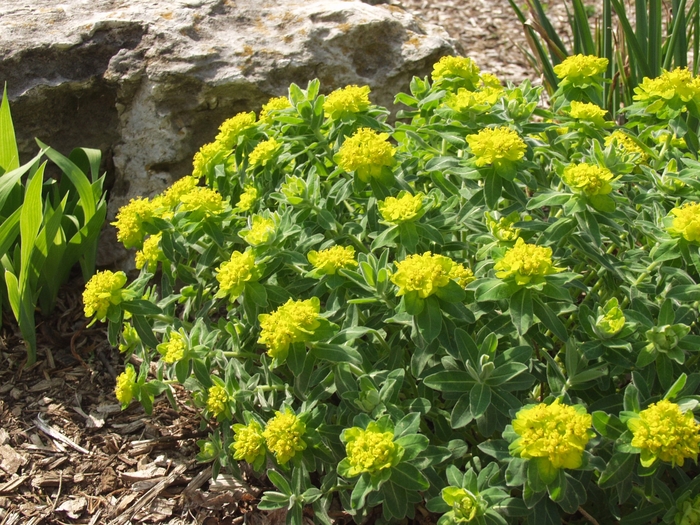 Cushion Spurge - Euphorbia polychroma from Sloat Gardens