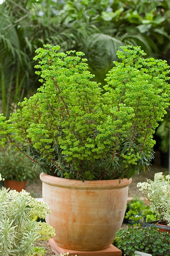 Spurge - Euphorbia x martinii 'Rudolph' from Sloat Gardens
