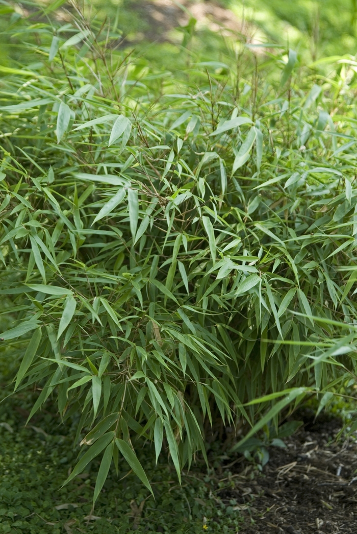 Green Panda Bamboo - Fargesia rufa from Sloat Gardens