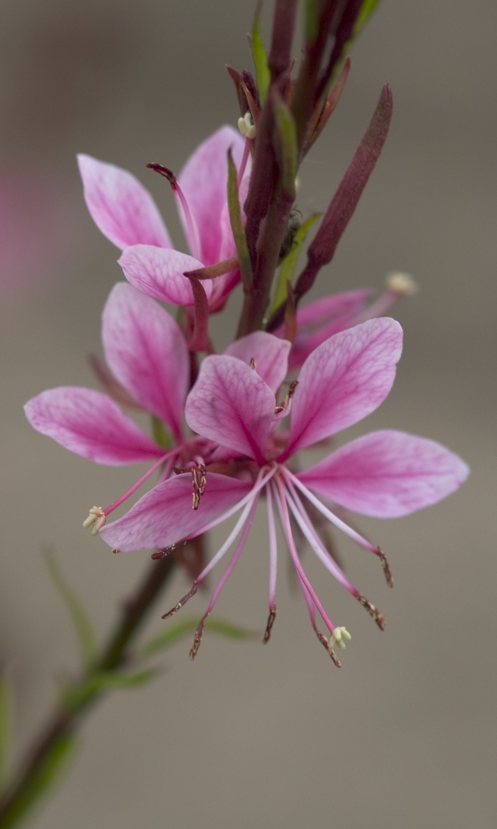Wand Flower - Gaura lindheimeri 'Passionate Rainbow' from Sloat Gardens