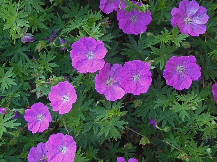 Cranesbill - Geranium sanguineum 'New Hampshire' from Sloat Gardens