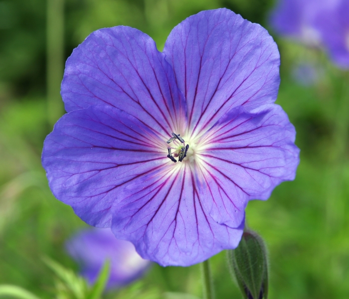 Cranesbill - Geranium 'Orion' from Sloat Gardens