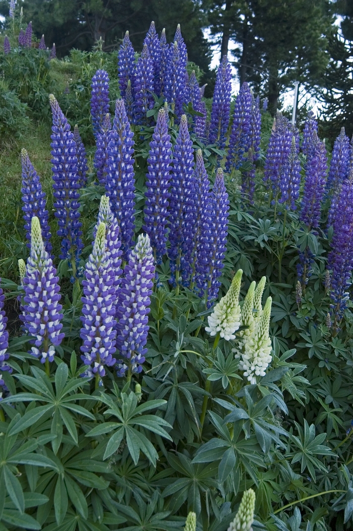 Bog Lupine - Lupinus polyphyllus from Sloat Gardens