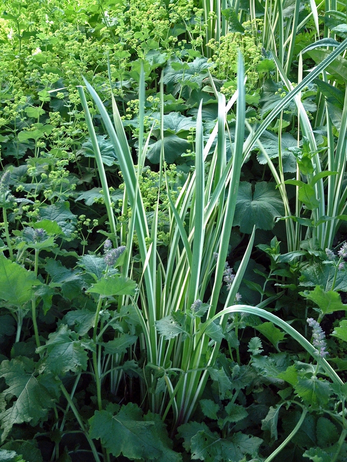 Variegated Sweet Flag - Acorus calamus 'Variegatus' from Sloat Gardens
