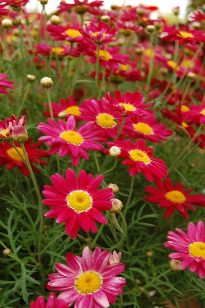 Marguerite - Argyranthemum frutescens 'Comet™ Red' from Sloat Gardens