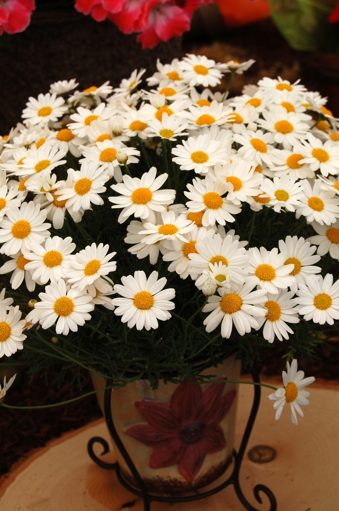 Marguerite - Argyranthemum frutescens 'Comet™ White Improved' from Sloat Gardens