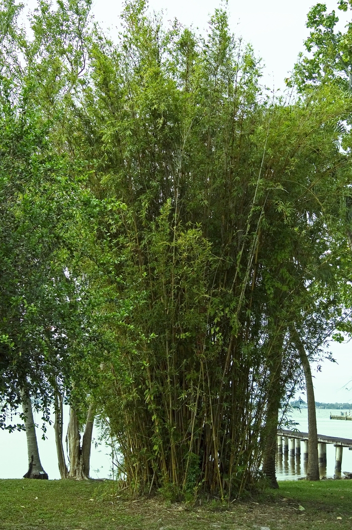 Alphonse Karr Bamboo - Bambusa multiplex 'Alphonse Karr' from Sloat Gardens