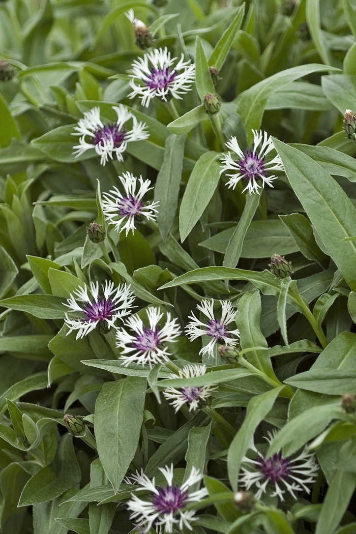 Bachelor's Button - Centaurea montana 'Amethyst in Snow' from Sloat Gardens