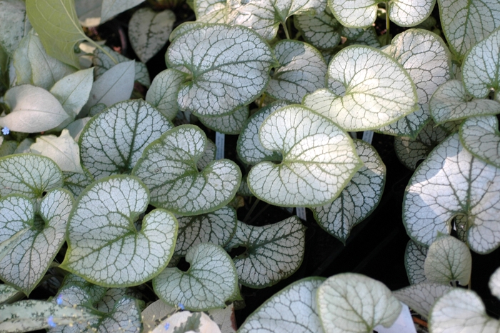 Siberian Bugloss - Brunnera macrophylla 'Looking Glass' from Sloat Gardens