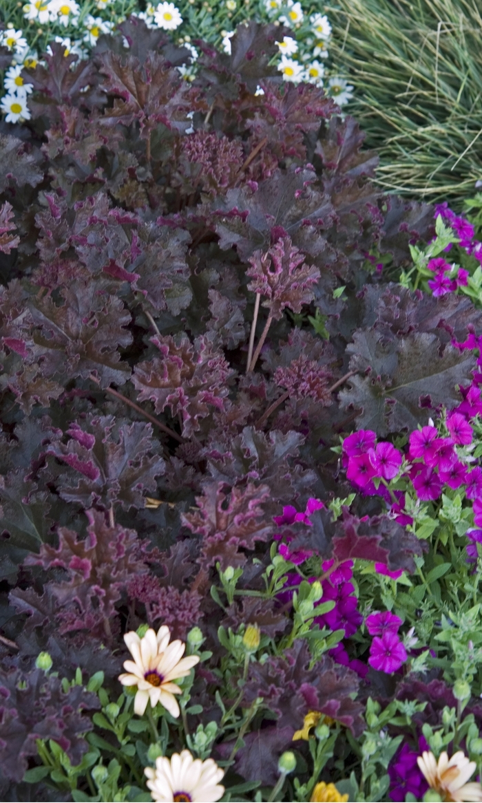 Coral Bells - Heuchera 'Crimson Curls' from Sloat Gardens