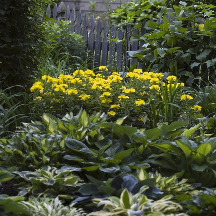 Sundrops - Oenothera fruticosa from Sloat Gardens