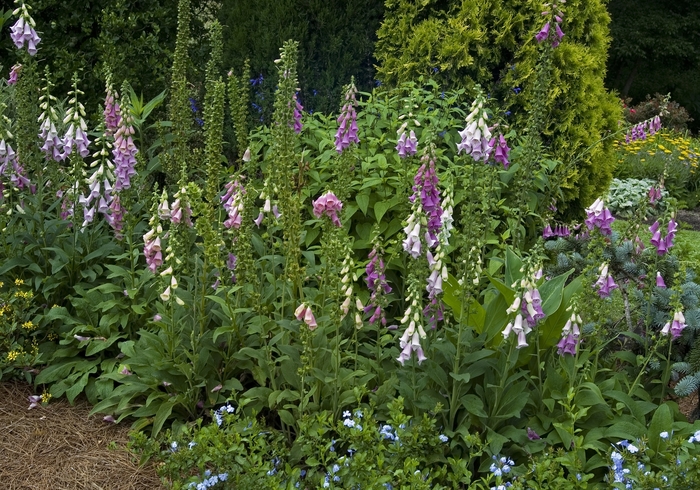 Foxglove - Digitalis purpurea from Sloat Gardens