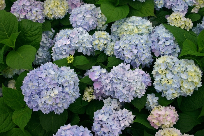 Mophead Hydrangea - Hydrangea macrophylla 'Endless Summer' from Sloat Gardens