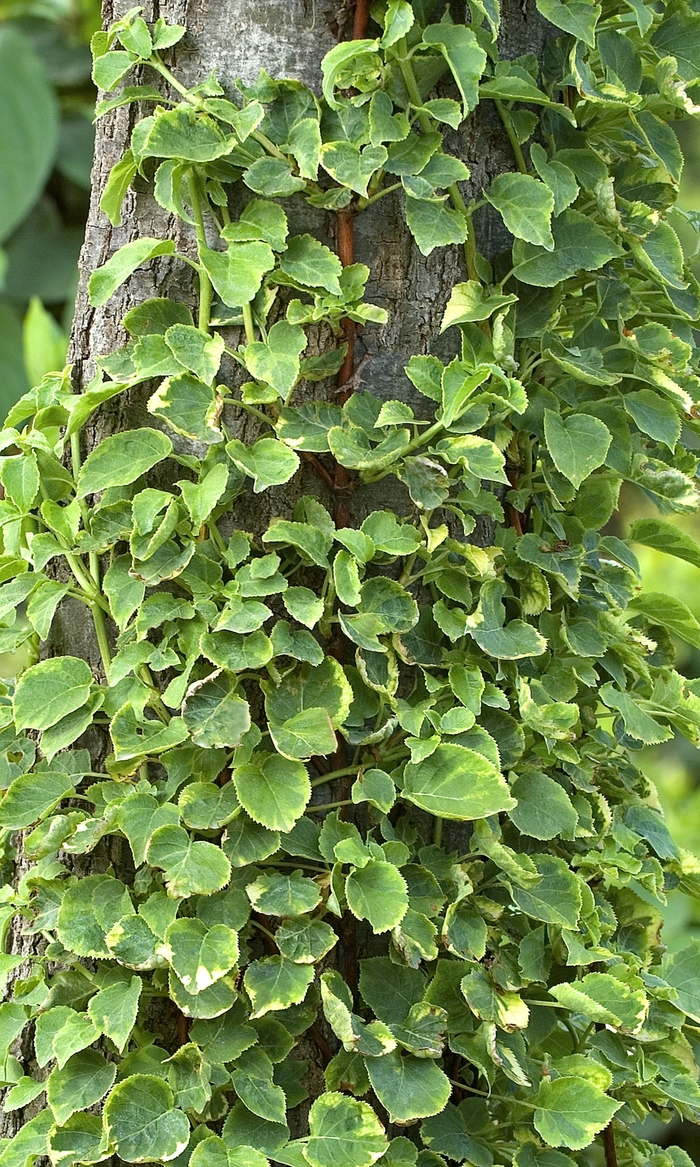 Climbing Hydrangea - Hydrangea petiolaris from Sloat Gardens