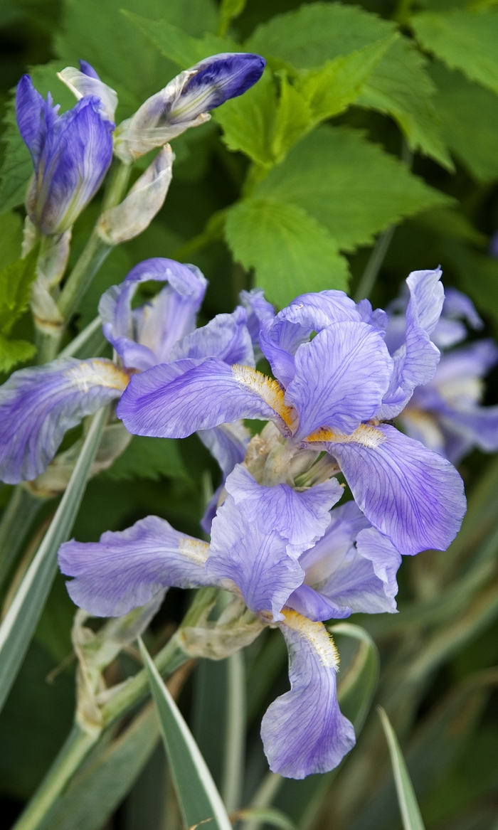 Sweet Iris - Iris pallida from Sloat Gardens