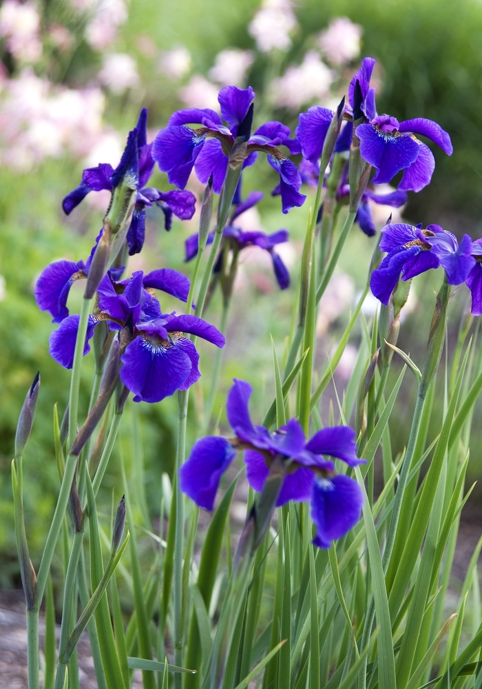 Siberian Iris - Iris sibirica 'Ceasars Brother' from Sloat Gardens